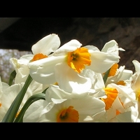 Narcisse (2)
